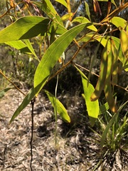 Acacia falcata