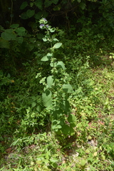 Mesosphaerum suaveolens