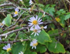 Symphyotrichum undulatum