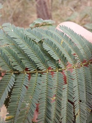 Acacia parvipinnula