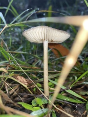 Oudemansiella