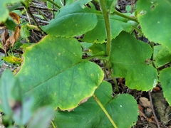 Symphyotrichum undulatum