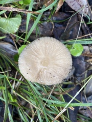 Oudemansiella