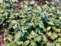 Artemisia princeps
