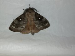 Dendrolimus superans sibiricus