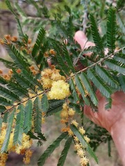 Acacia filicifolia