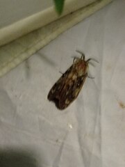 Dendrolimus superans