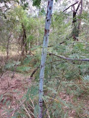 Acacia parvipinnula