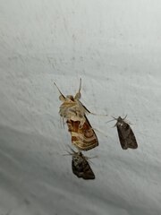 Euchalcia variabilis