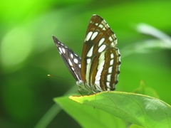 Neptis