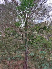 Acacia parvipinnula