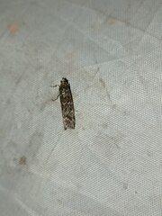 Dioryctria simplicella