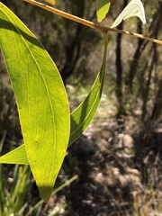 Acacia falcata