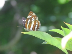 Neptis