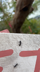 Camponotus japonicus