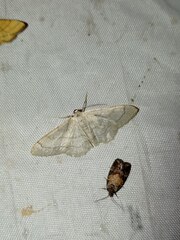 Idaea aversata