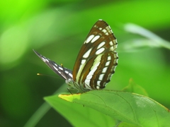 Neptis