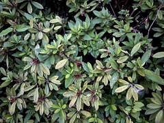 Rhododendron × pulchrum