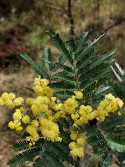 Acacia filicifolia