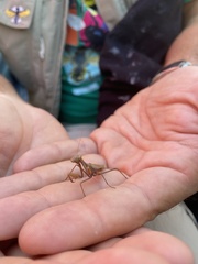 Schizomantodea