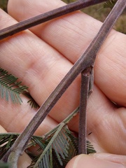 Acacia filicifolia