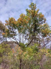 Acacia filicifolia