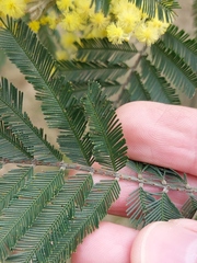 Acacia filicifolia