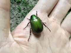 Anomala albopilosa albopilosa