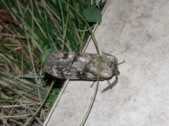 Dendrolimus superans sibiricus