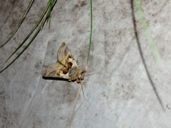 Euchalcia variabilis