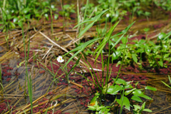 Sagittaria trifolia