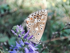 Polyommatus coridon