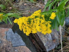 Solidago sempervirens