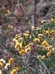 Daviesia squarrosa