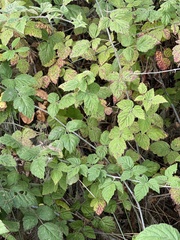 Rubus