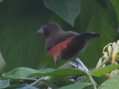 Ramphocelus dimidiatus