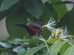Ramphocelus dimidiatus