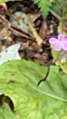 Geranium robertianum