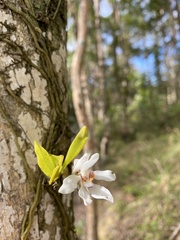 Sarcochilus falcatus