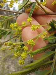 Acacia parvipinnula