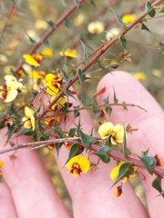 Daviesia squarrosa