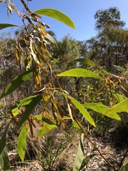 Acacia falcata