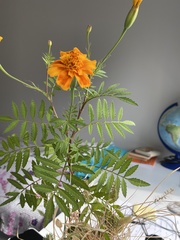 Tagetes
