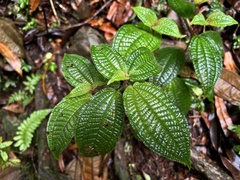 Miconia crenata