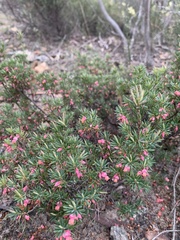 Brachyloma ericoides