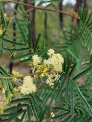 Acacia parvipinnula