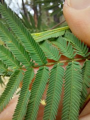 Acacia parvipinnula