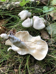 Pleurocybella porrigens