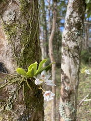 Sarcochilus falcatus