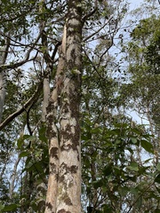 Sarcochilus falcatus